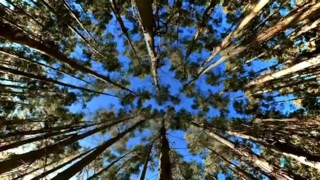 Ресурсная медитация ВНУТРЕННИЙ МАГНИТ. Читает Елена Миронова смотреть онлайн