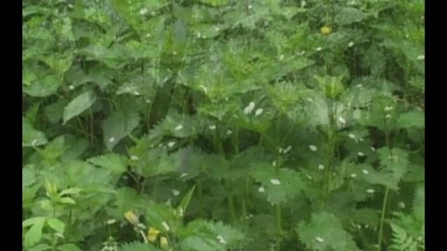 Документальный фильм о святителе Игнатии Брянчанинове - Учитель покаяния (2009)