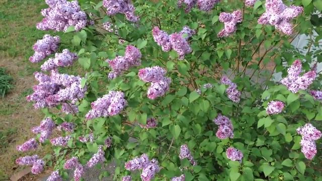 Lilacs смотреть онлайн