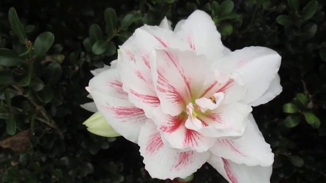 Aquaro Hippeastrum X Hybridum Amaryllis White double with red veining. смотреть онлайн