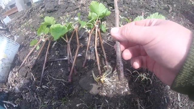 виноград высадка после проращивания...часть 2 смотреть онлайн