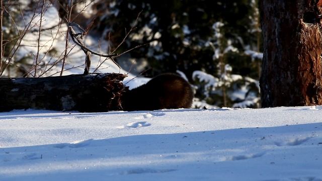 Баргузинский соболь ФГБУ смотреть онлайн