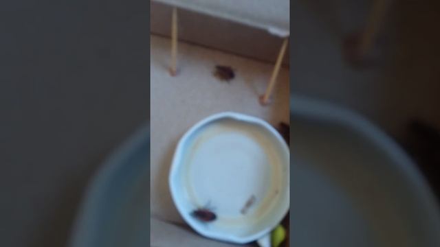 Клопы солдатики (2 часть) "Засиление жуков" смотреть онлайн