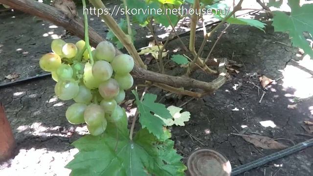 Сорта винограда 2018. Мускат Z-10 - сигнальный урожай смотреть онлайн