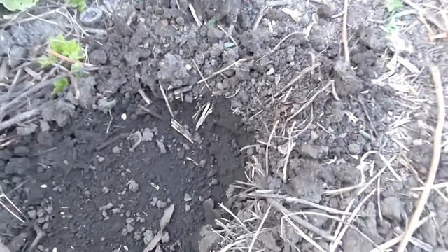 Муравьишка воришка. Как муравей украл огуречное семечко смотреть онлайн