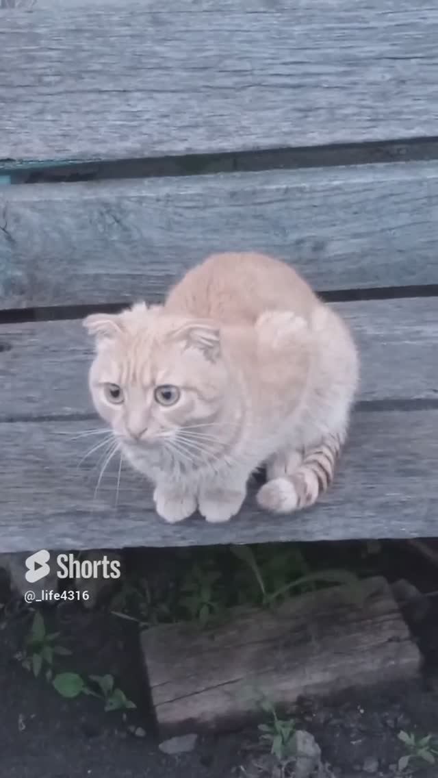 ??? смотреть онлайн