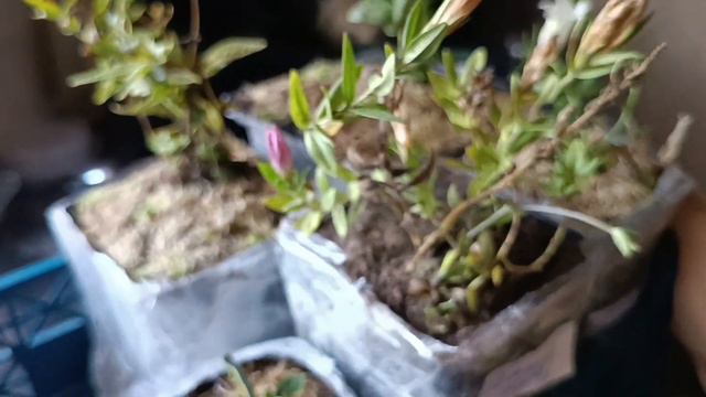 Вау!!! Моя коллекция пополнилась!!! Я получила очередную порцию красоты!!! Распаковка посылки!!! смотреть онлайн