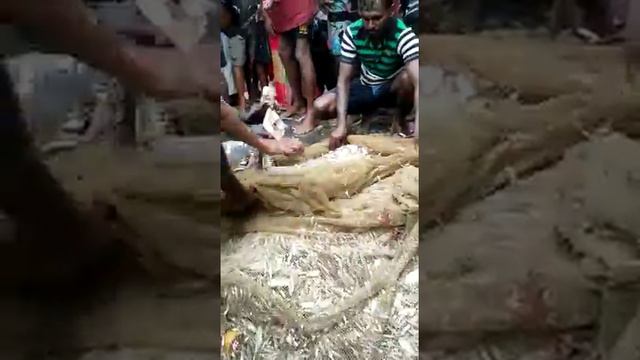 Та самая рыба Фугу смотреть онлайн