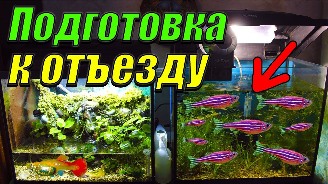 Подготовка рыборазводни аквариумных рыбок к отъезду. смотреть онлайн