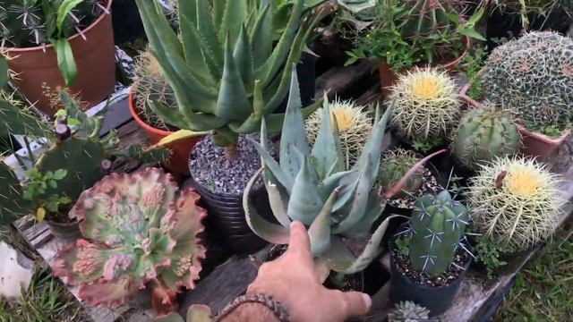 SUCULENTAS PREMIUM De La Colección Y Sus Nombres