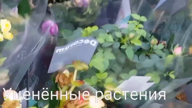 Уценённые орхидеи и другие растения в оранжерее гипермаркета "Твой Дом"на Осташковском ш ..Обзор. смотреть онлайн