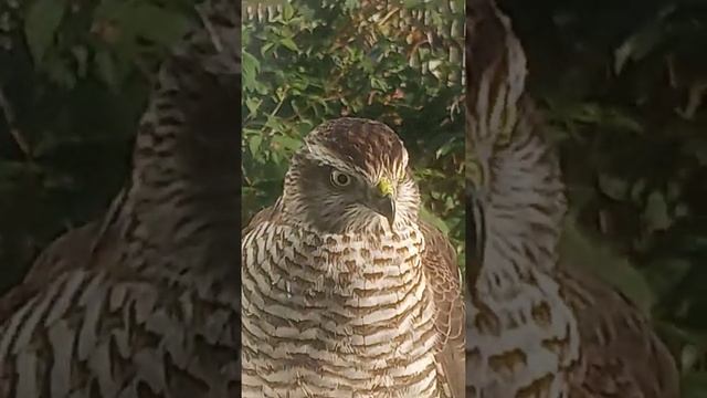 Сокол прилетает поздороваться смотреть онлайн