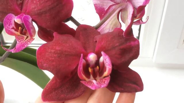 Phal. Katrin/ орхидея Катрин