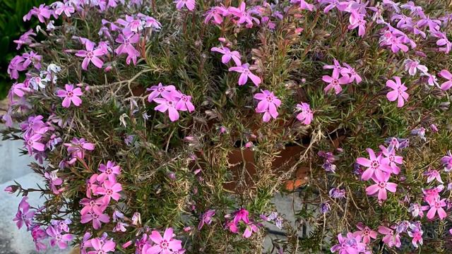 BOKKORE Garden diary Phlox subulata смотреть онлайн