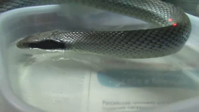 Вьетнамский лазающий полоз обыскивает поилку / Vietnamese Blue Beauty Rat Snake Searches His Bowl