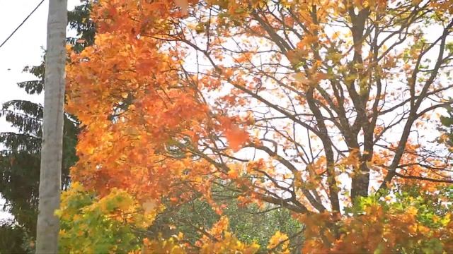 Красивая осень, спонтанное видео. смотреть онлайн