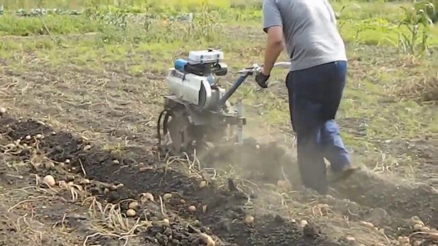 Уборка картофеля мотоблоком Нева смотреть онлайн