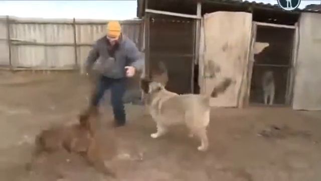 Гампры. Урарту - родина кавказских овчарок смотреть онлайн