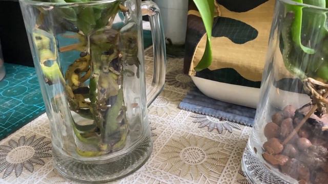 Заблудившийся ЦВЕТОНОС / ЭКСПЕРИМЕНТ/ реанимашки смотреть онлайн