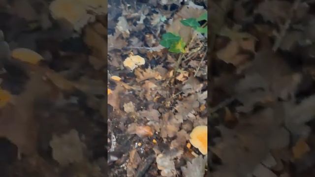 Nấm pied de mouton смотреть онлайн