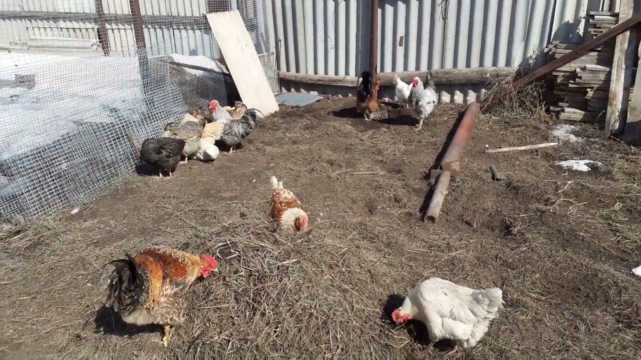 солнечный апрельский день на моем дворе.... смотреть онлайн