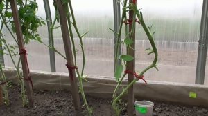 "Жесткая" пикировка томатов меня разочаровала! Проект "Меч самурая". Ольга Чернова.