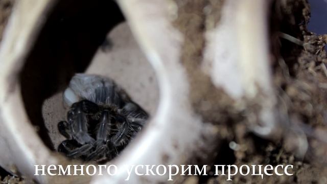 Паук-птицеед Brachypelma Albopilosum, как выглядит линька птицееда. смотреть онлайн
