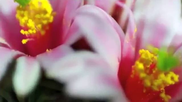 Я благодарен смотреть онлайн