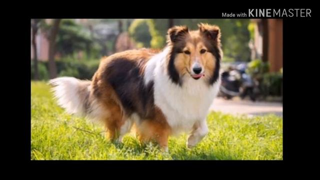 Шелти/содержание уход и описание смотреть онлайн