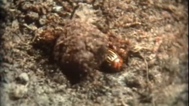 БИОЛОГИЧЕСКИЕ МЕТОДЫ БОРЬБЫ С НАСЕКОМЫМИ-ВРЕДИТЕЛЯМИ