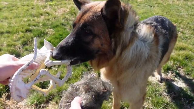 Dog Gives Funny clown Pumpkins Smashing Test! (What’s inside) смотреть онлайн