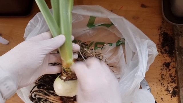 Когда следует срезать копыто у домашних гиппеаструмов смотреть онлайн