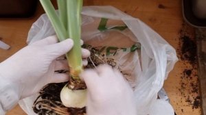 Когда следует срезать копыто у домашних гиппеаструмов