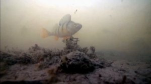 Тест мормышек Окунь на безмотылку.ПОДВОДНАЯ СЪЕМКА.