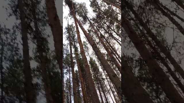 Поставим котелок и будем пить чай. Ширшема смотреть онлайн