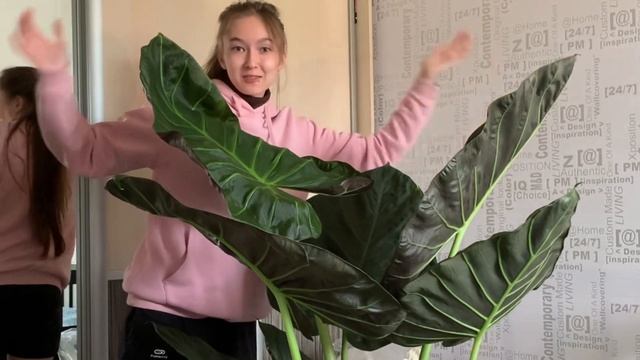 Мой первый влог. Как мы забирали мою ОГРОМНУЮ алоказию Регал Шилдс. Настоящий шок и удивление. смотреть онлайн