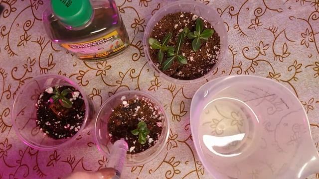 Мои адениумы. Первая подкормка. смотреть онлайн