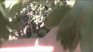 йошта  обрезка на зиму