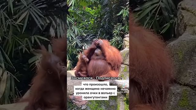 У девушки очки упали в вольер с обезьяной