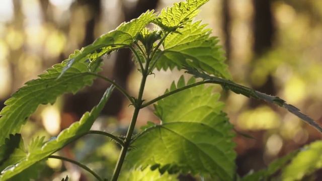 මේ ස්වාභාවික පානය බොනකොට වකුගඩු නිකන්ම පිරිසිදු වෙනවා - Kidney Cleaning Natural Drink смотреть онлайн