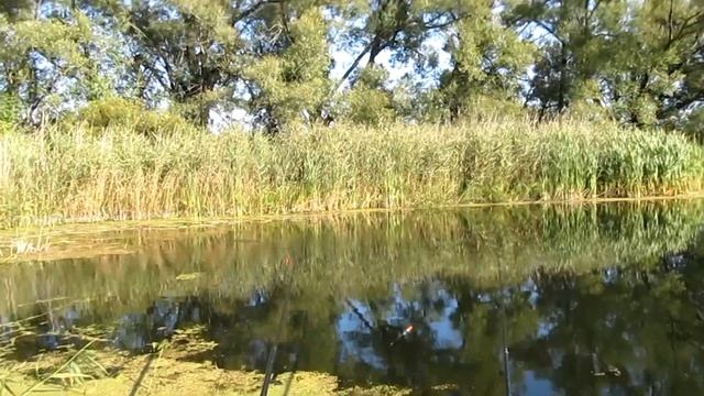 Рыбалка и отдых на реке Арчада. Рыбалка болонской удочкой с наливным поплавком. Рыбалка в проводку смотреть онлайн