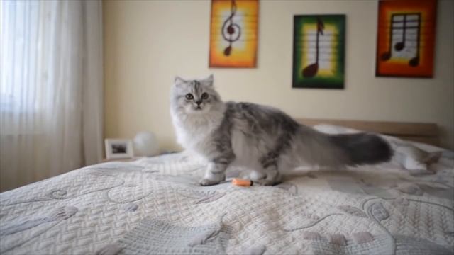 How to Identify Types of Persian Cats смотреть онлайн