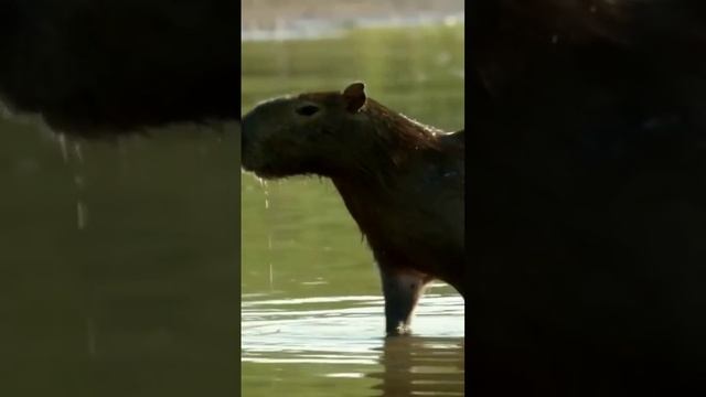 Отдых Капибары в Абхазии смотреть онлайн