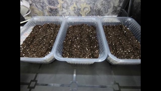 ПЕРВЫЕ ВСХОДЫ КЛУБНЕВОЙ БЕГОНИИ ИЗ СЕМЯН. ВСХОДАМ 10 ДНЕЙ ОТ ПОСЕВА. УХОД ЗА ВСХОДАМИ.ОБЗОР.