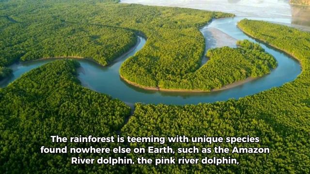 Amazon Forest The paradise for Wildlife смотреть онлайн