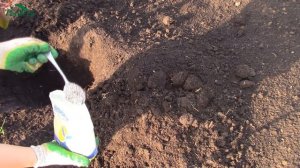 Посадка пузыреплодника калинолистного - 7 дач