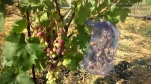 Виноград (Черная изюминка и Брависсимо) 2020