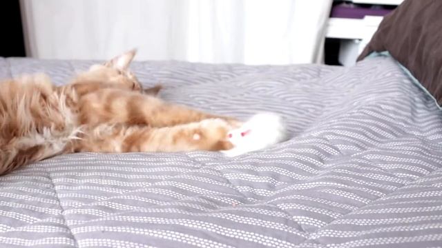 Игрушка для мейн-куна смотреть онлайн