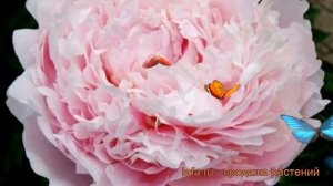 Пион травянистый Пиллоу Ток (paeonia) ? пион Пиллоу Ток обзор: как сажать рассада пиона Пиллоу Ток