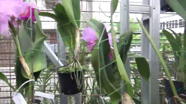 Review anggrek Cattleya hybrid Rlc. Pamela Finney anggrek Cattleya berbunga wangi смотреть онлайн